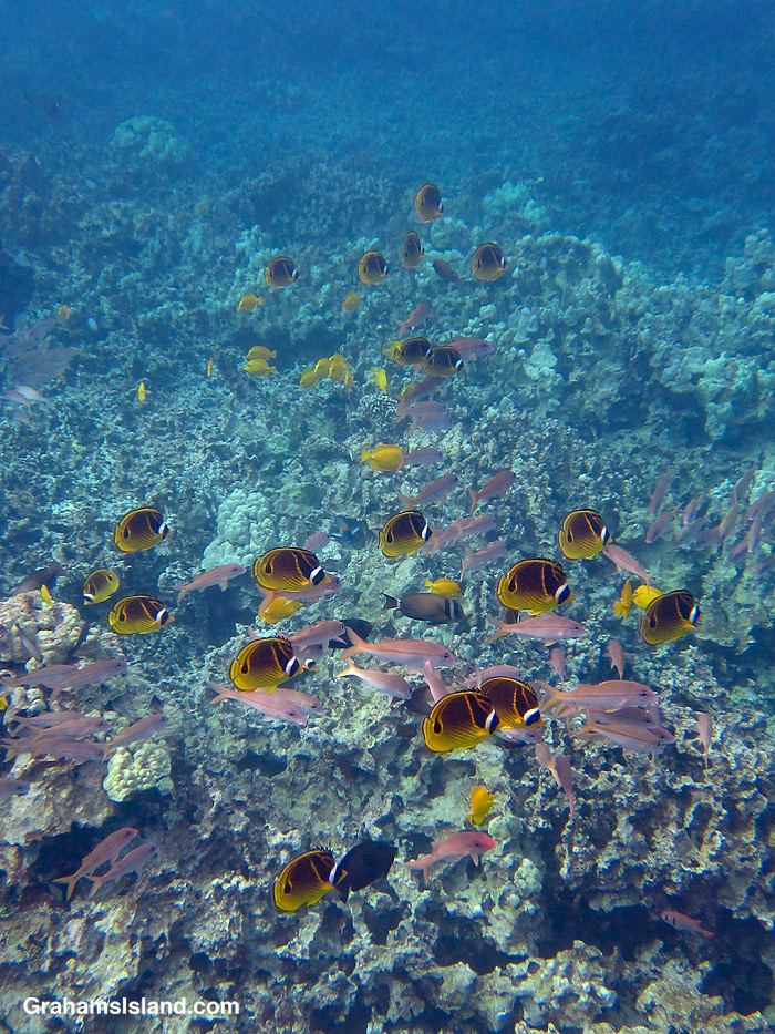 Reef fish at Two Step in Hawaii