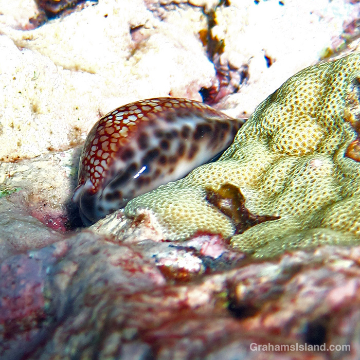 A Reticulated Cowrie in the waters off Hawaii
