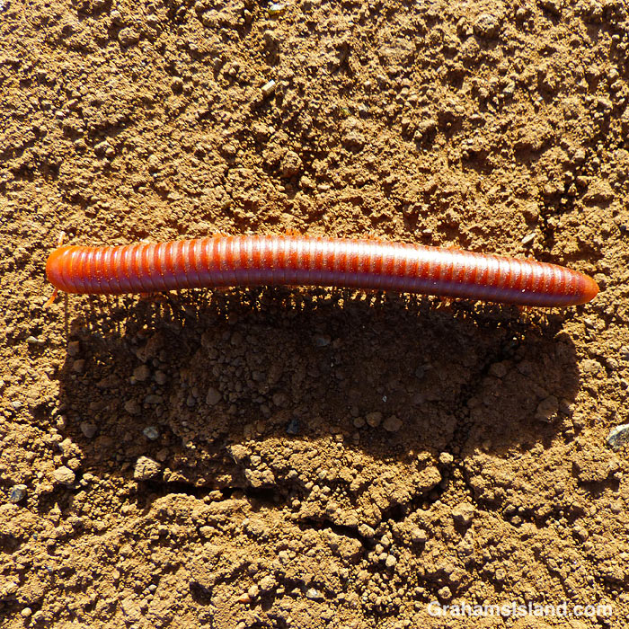 A Rusty millipede and its shadow in Hawaii