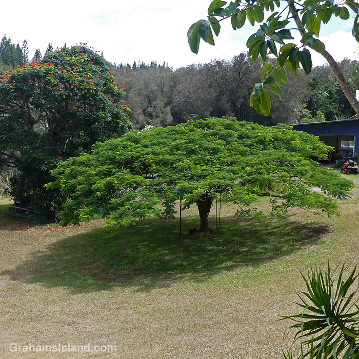 A shade tree in North Kohala, Hawaii