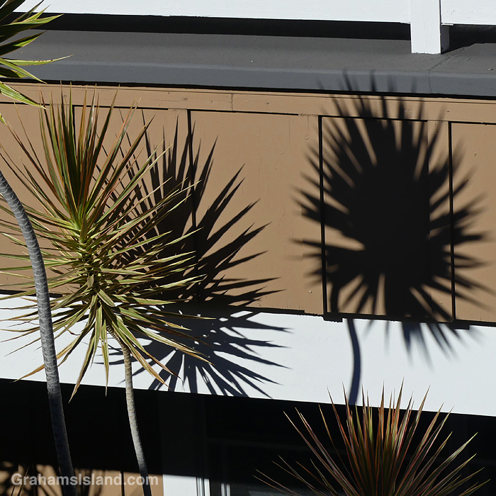 Shadows in a courtyard in Hawaii