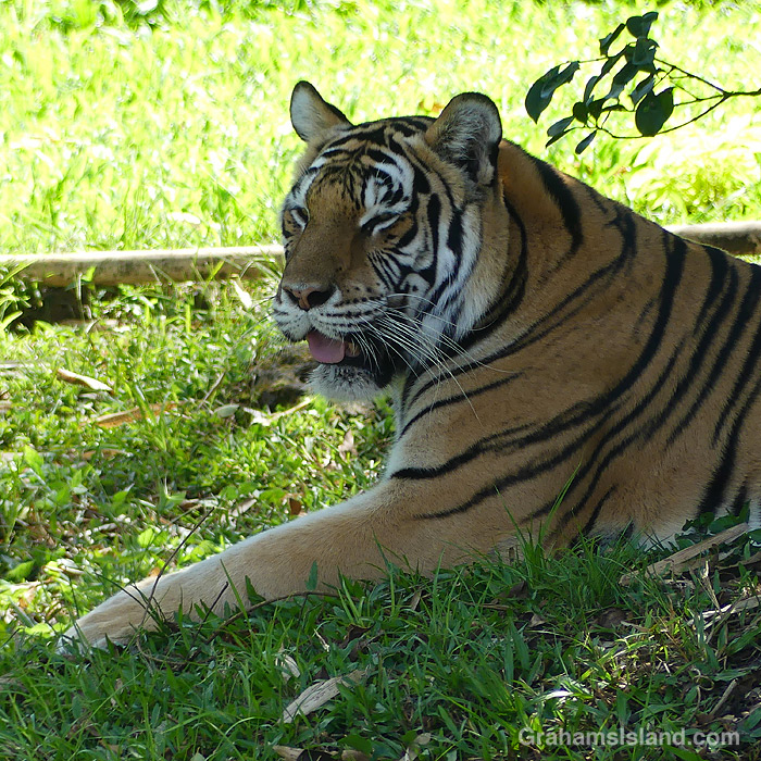 Sriracha the tiger at Pana'ewa Zoo & Gardens in Hilo, Hawaii
