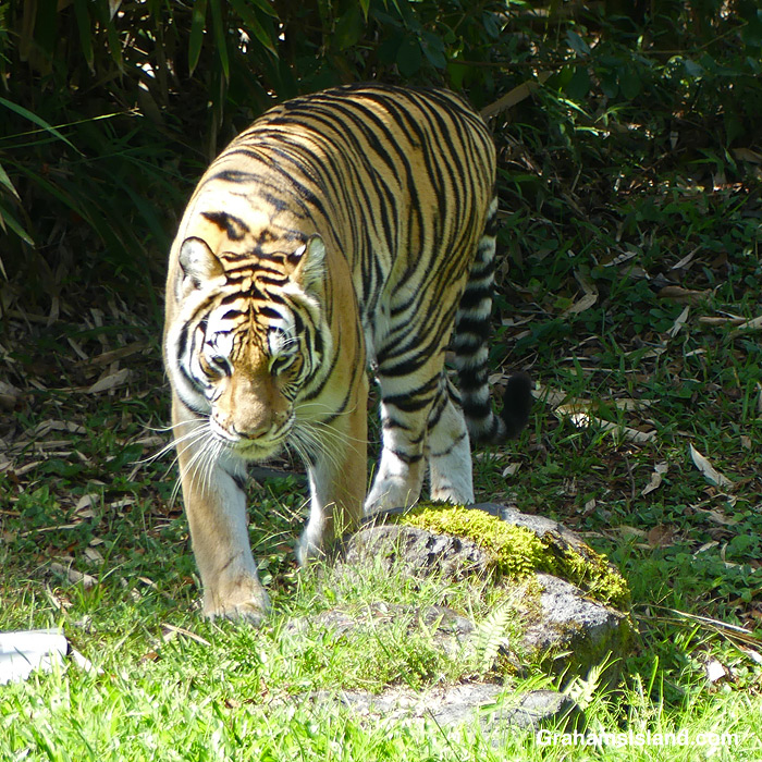 Sriracha the tiger at Pana'ewa Zoo & Gardens in Hilo, Hawaii