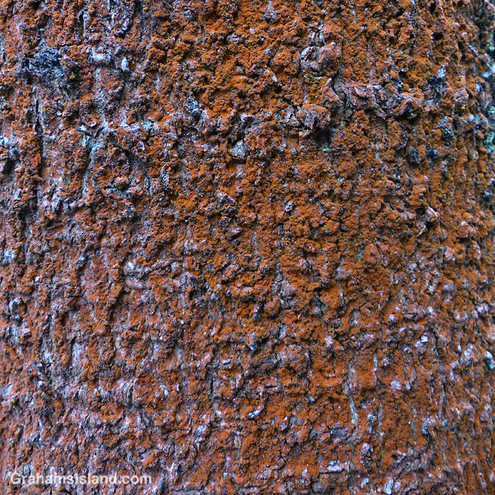 Tree bark in Hawaii