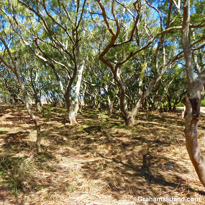 Trees and shadows in Hawaii