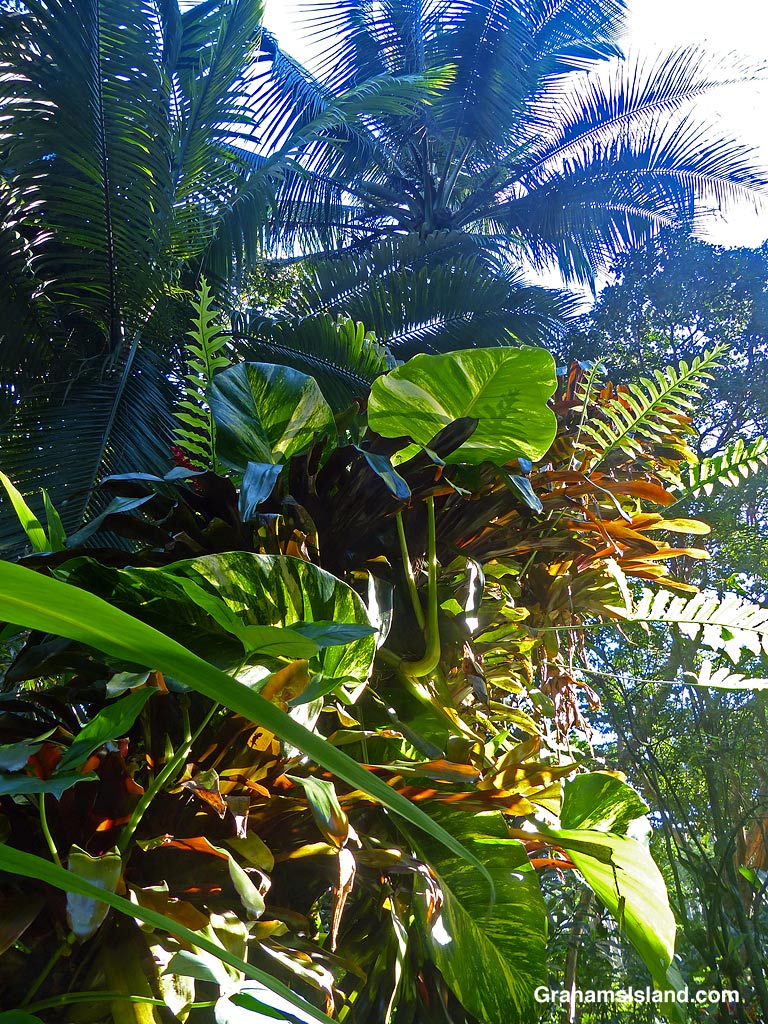Foliage at Hawaii Tropical Botanical Garden near Hilo, Hawaii
