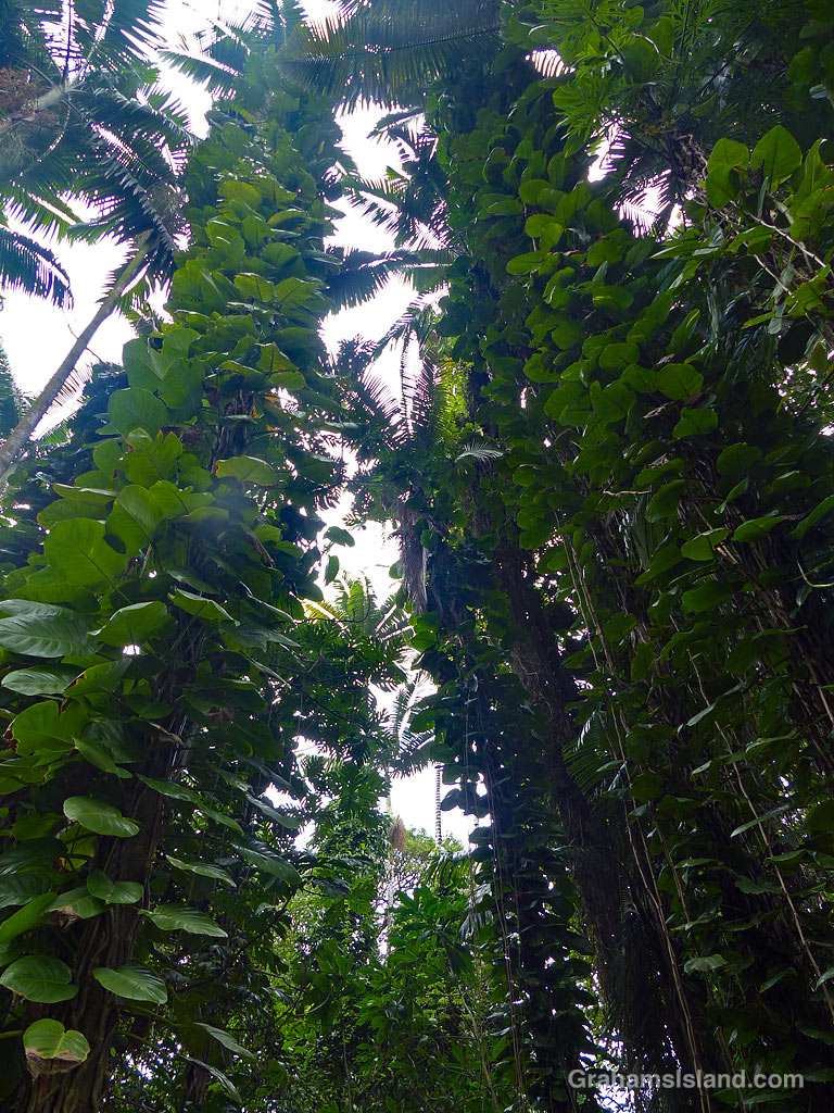 Foliage at Hawaii Tropical Botanical Garden near Hilo, Hawaii