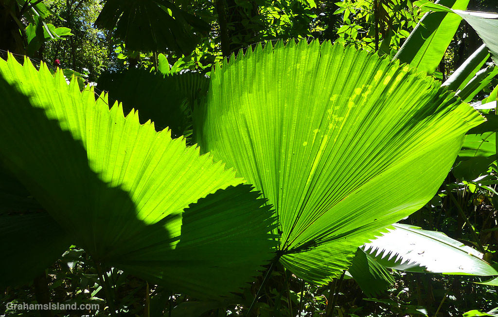Foliage at Hawaii Tropical Botanical Garden near Hilo, Hawaii