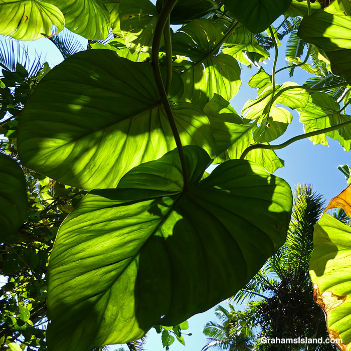 Foliage at Hawaii Tropical Botanical Garden near Hilo, Hawaii