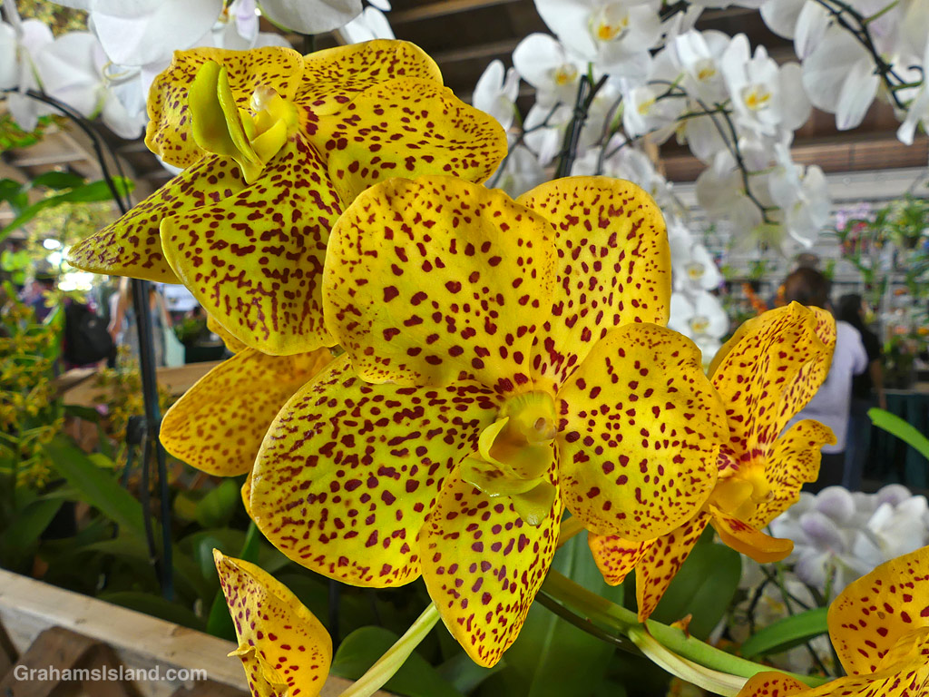 An ASCDA. Thai Spots 'Bow' orchid at HIlo Orchid Show in Hawaii