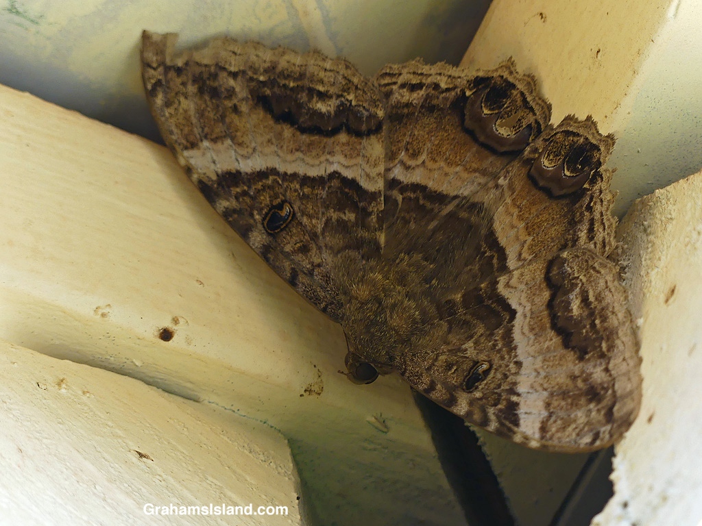 A Black Witch Moth shelters under the eaves of a house in Hawaii.