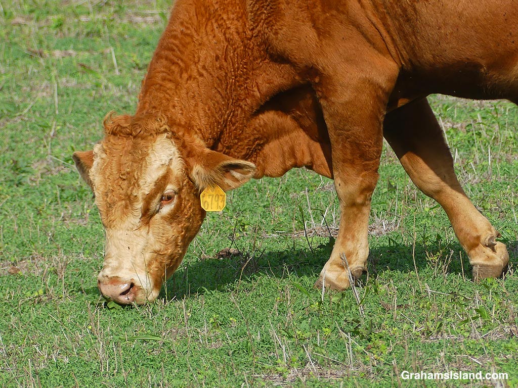 A bull grazing in Hawaii