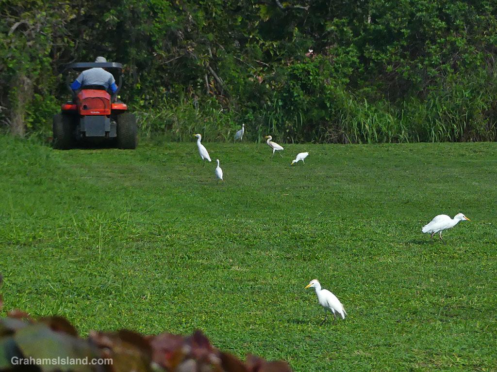 Cattle egrets follow a lawn mower in Hawaii.