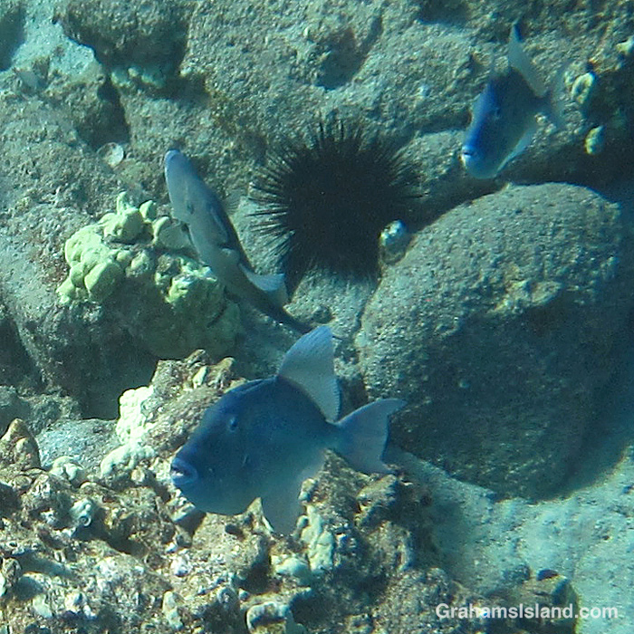 Three Finescale Triggerfishes in the waters off Hawaii