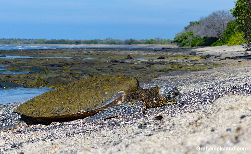 A Hawaiian Green Sea Turtle on the beach at Kaloko in Hawaii