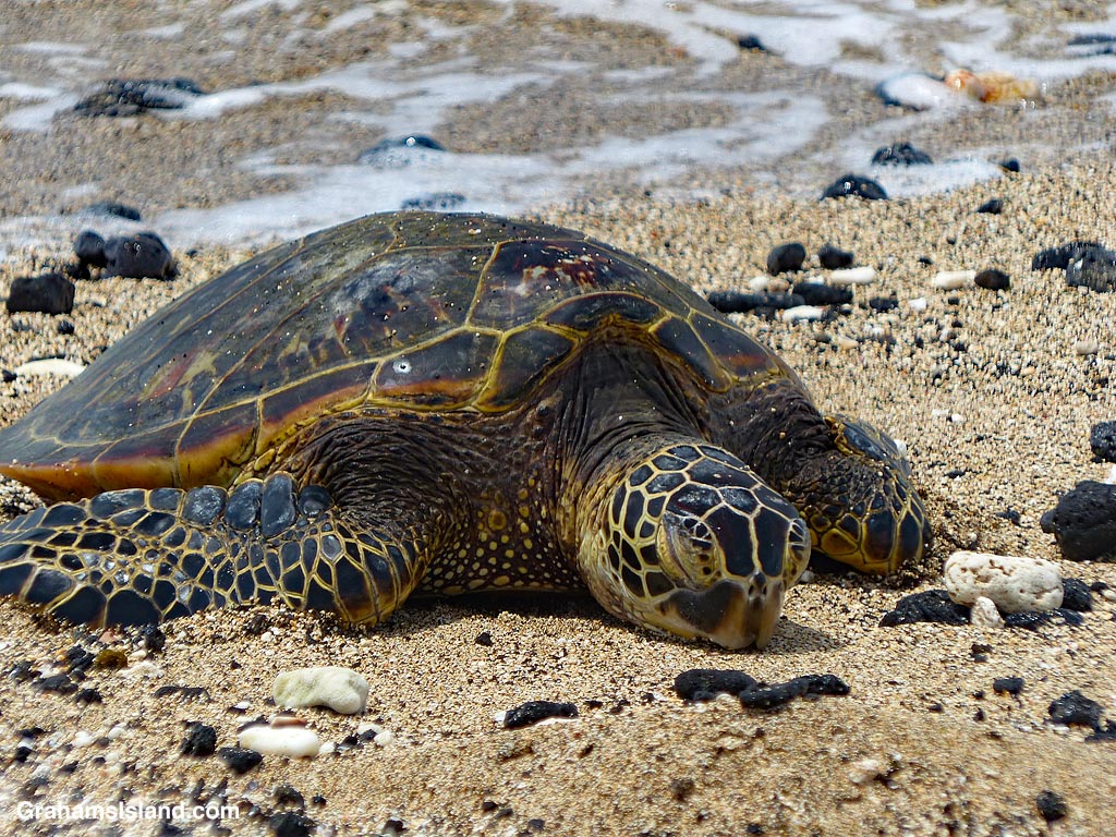 A Hawaiian Green Sea Turtle on the beach in Hawaii