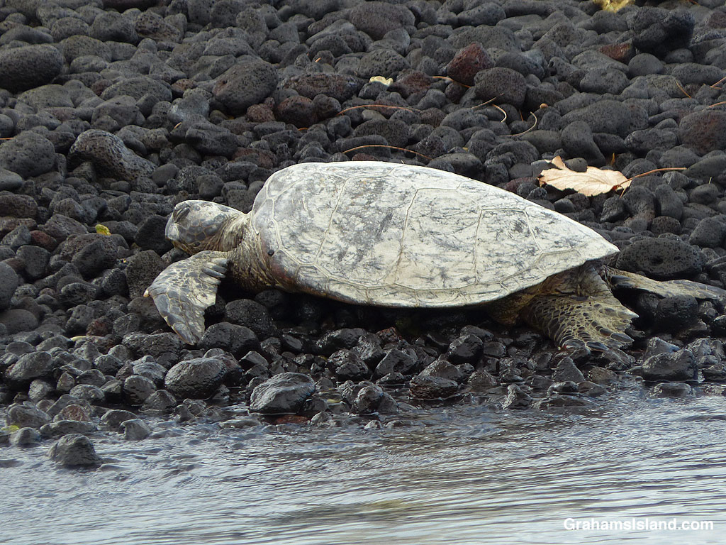 A Hawaiian Green Sea Turtle on the rocks at Kiholo, Hawaii