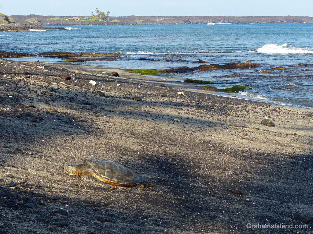 A Hawaiian Green Sea Turtle on the beach at Kiholo, Hawaii