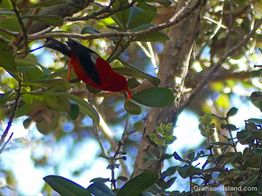An indigenous I'iwi honeycreeper in Hawaii