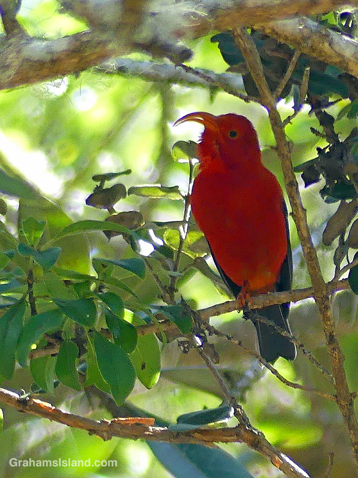 An indigenous I'iwi honeycreeper in Hawaii