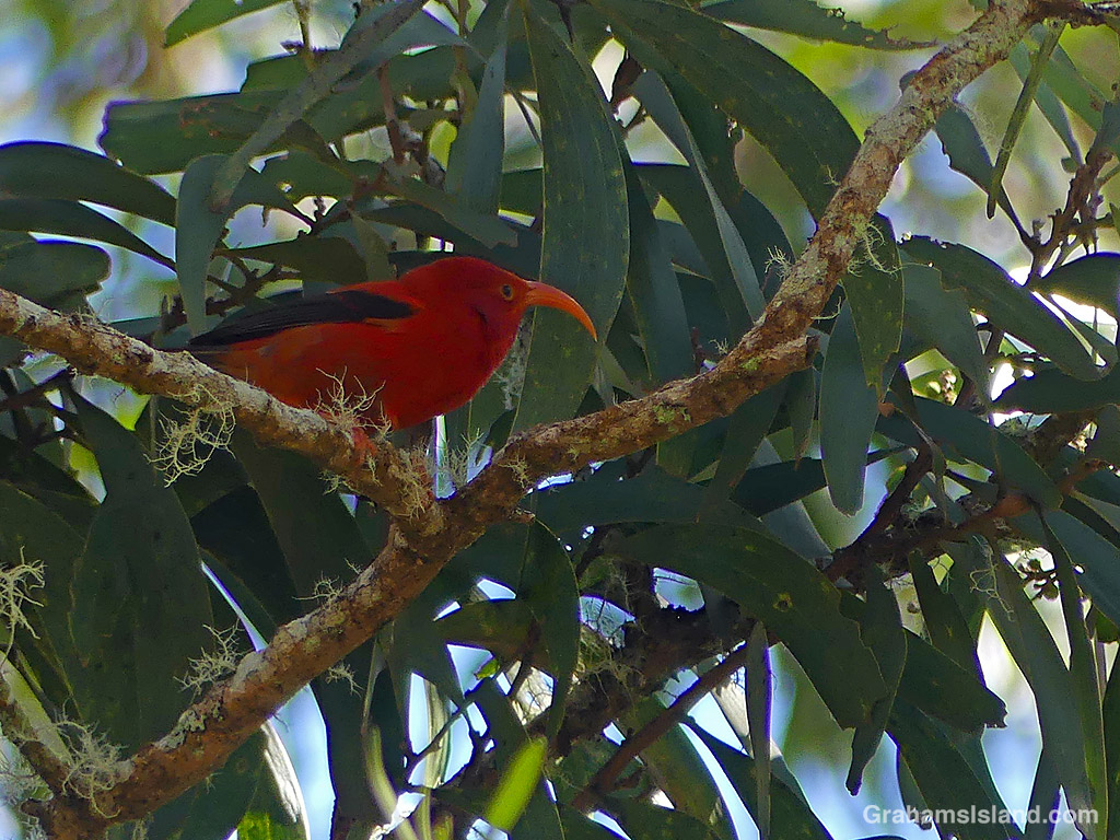 An indigenous I'iwi honeycreeper in Hawaii
