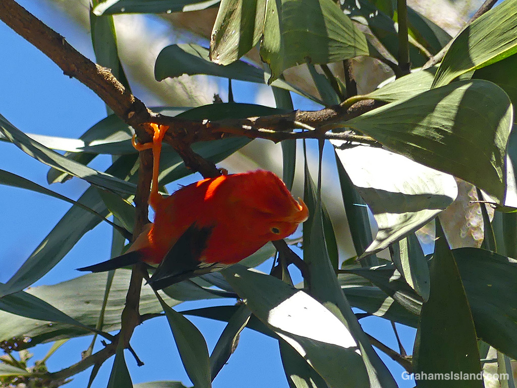 An indigenous I'iwi honeycreeper in Hawaii