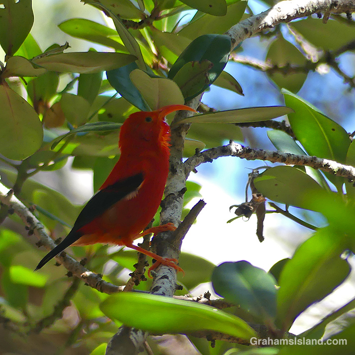 An indigenous I'iwi honeycreeper in Hawaii