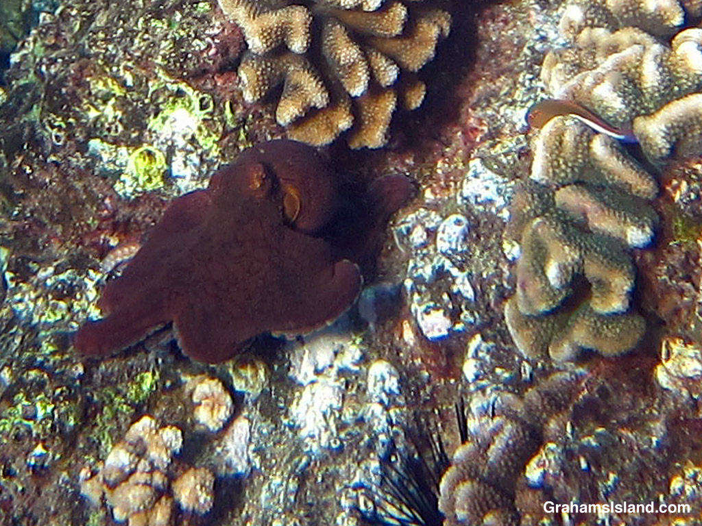 A Pacific Day Octopus and Arc-Eye Hawkfish in the waters off Hawaii