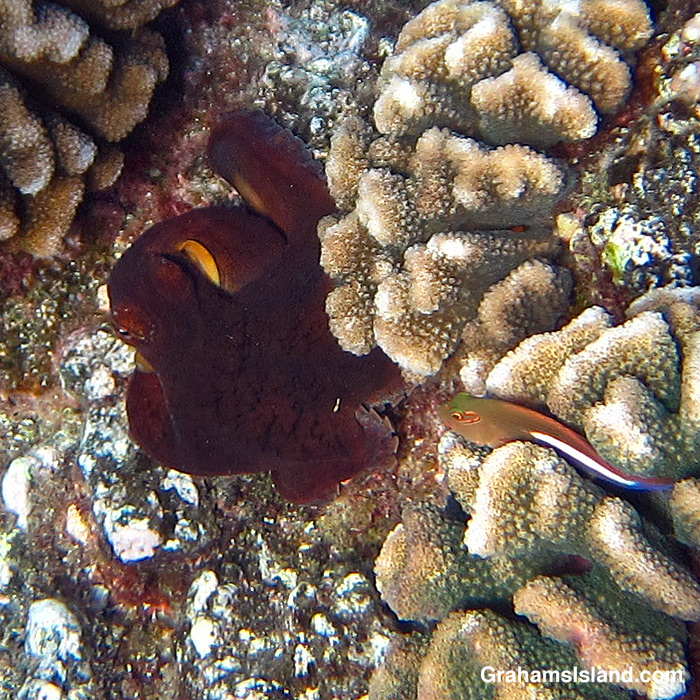 A Pacific Day Octopus and Arc-Eye Hawkfish in the waters off Hawaii