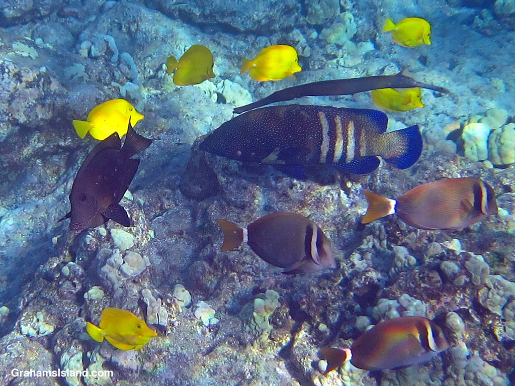 A Peacock Grouper is shadowed by a Pacific Trumpetfish in the waters off Hawaii