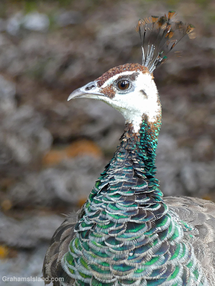 A peacock in Hawaii