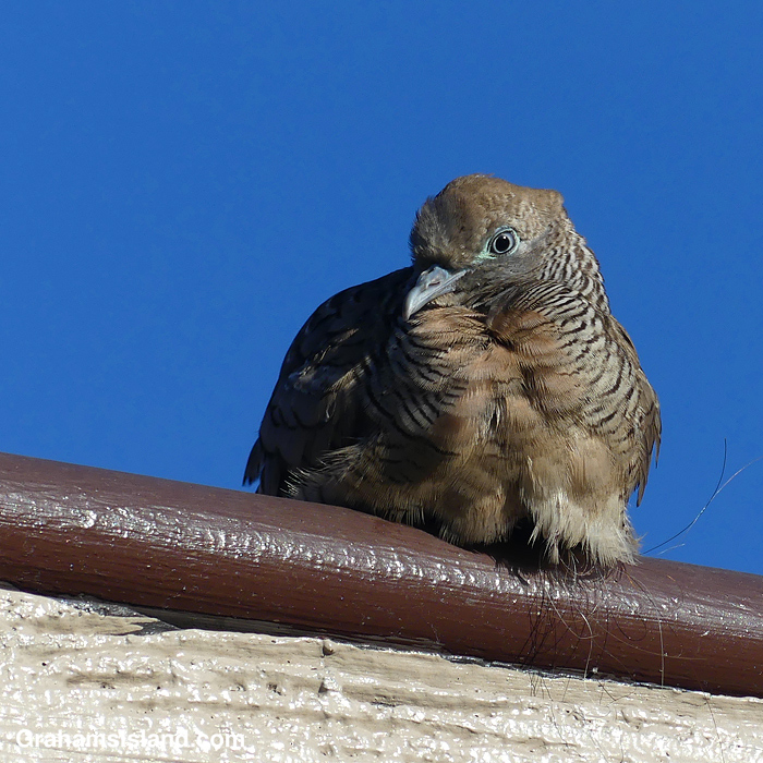 A Zebra Dove perches on a roof in Hawaii