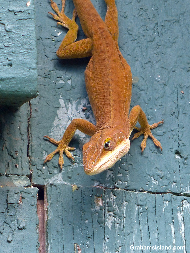 A Green Anole in its brown coloration in Hawaii