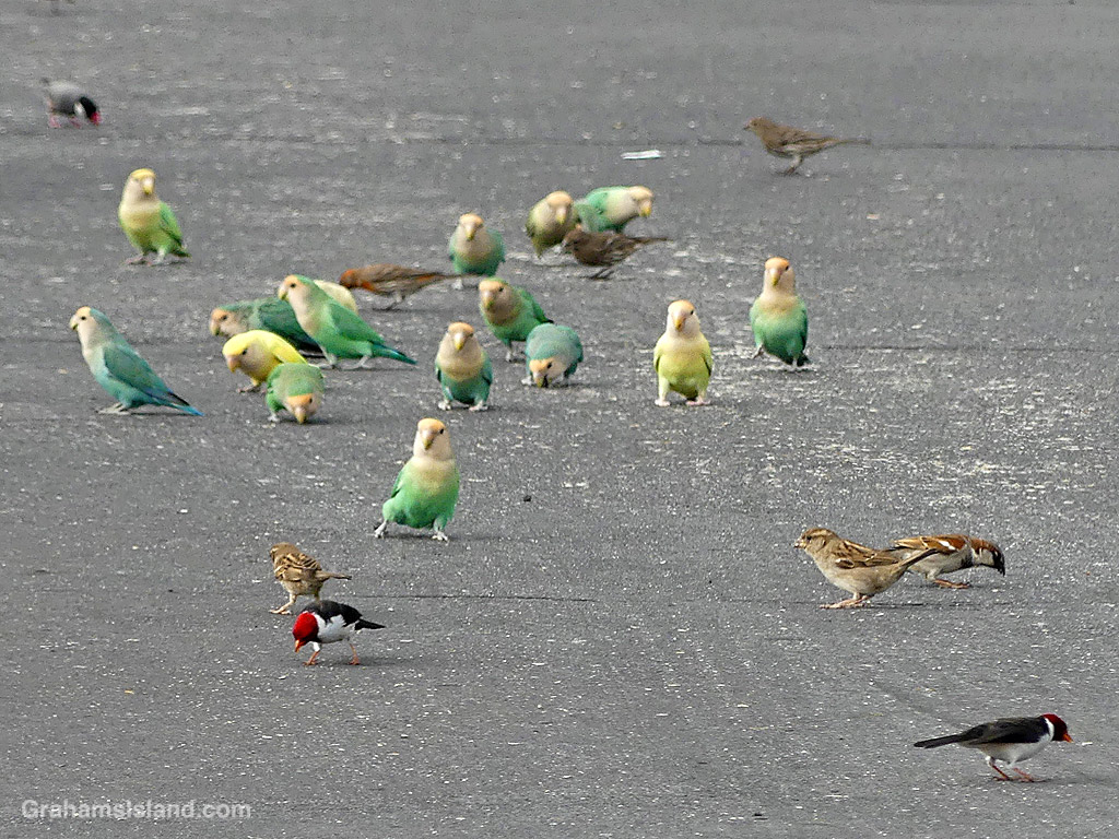 Rosy-faced Lovebirds and others feeding in the parking lot of Costco in Kailua Kona, Hawaii