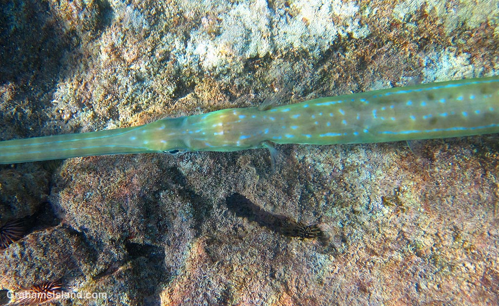 A Blue-spotted Cornetfish in the waters off Hawaii