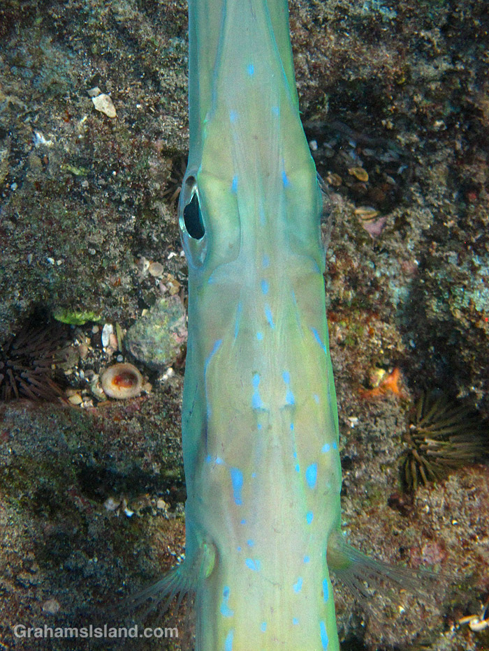 A Blue-spotted Cornetfish in the waters off Hawaii