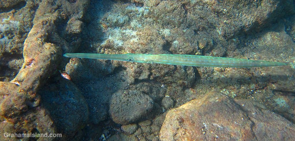 A Blue-spotted Cornetfish in the waters off Hawaii