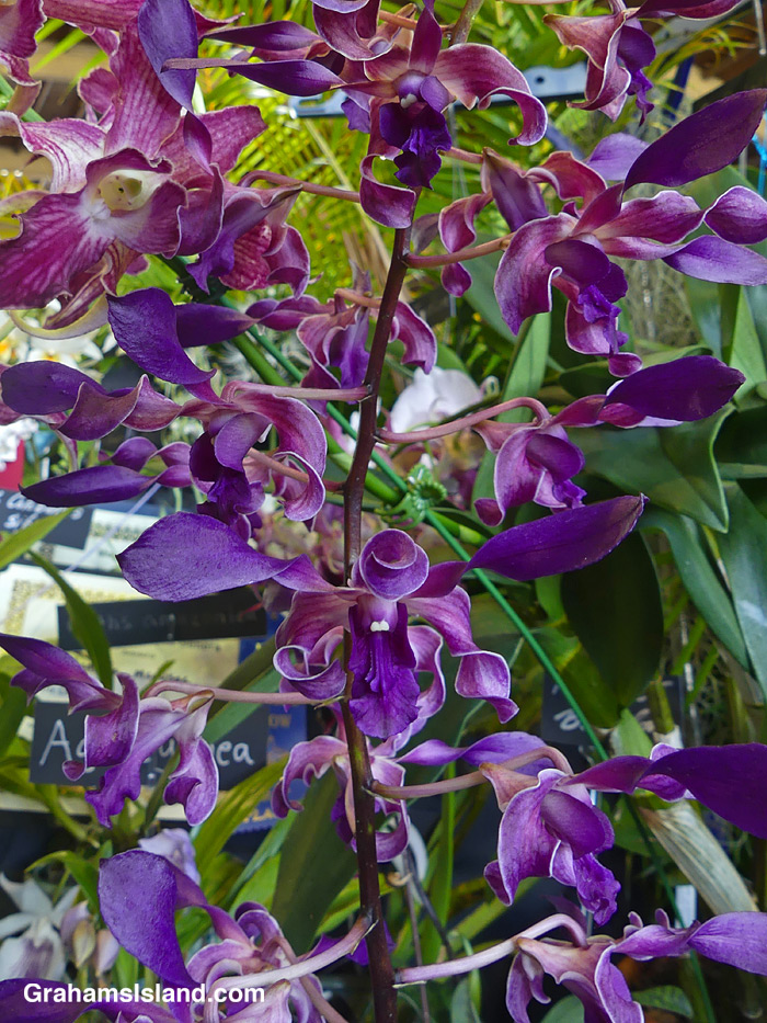 A Dendrobium Blue Twist orchid at the HIlo Orchid show, Hawaii