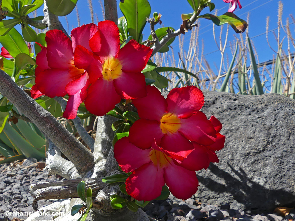 A Desert Rose in Hawaii