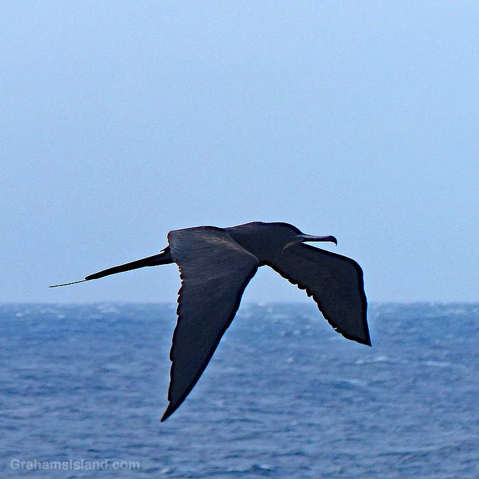A great frigatebird flying off Upolui, Hawaii