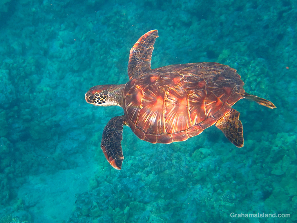 A Hawaiian Green Turtle in the waters off Hawaii