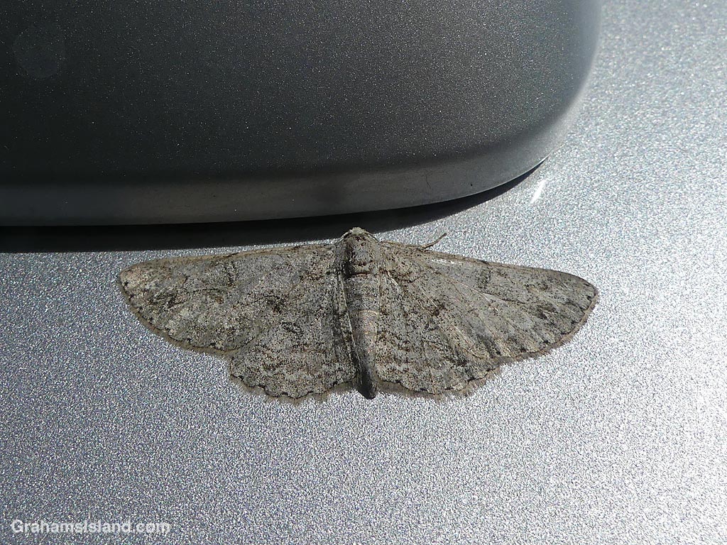 An Iridopsis Fragilaria moth in Hawaii