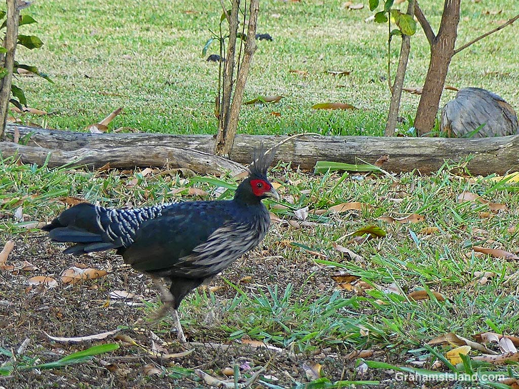 A Kalij Pheasant running in Hawaii