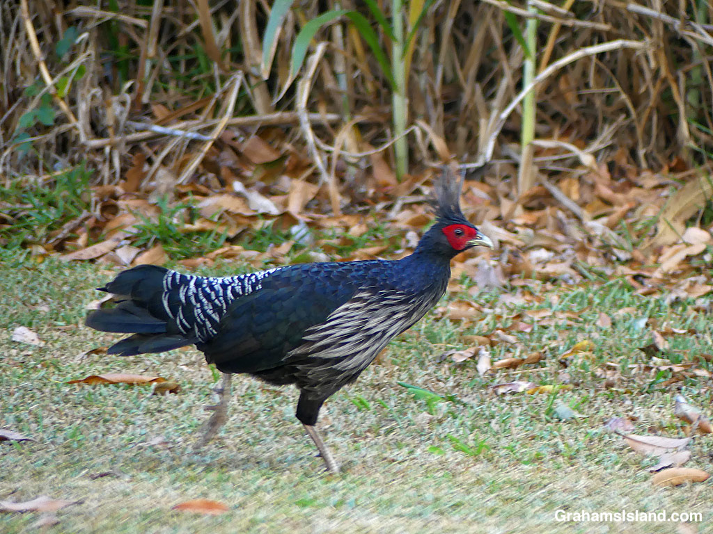 A Kalij Pheasant running in Hawaii