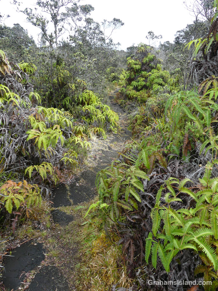 A view of the Kaumana Trail in Hawaii