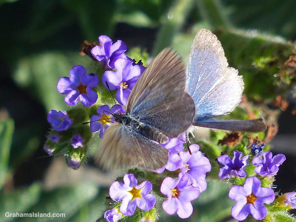 Lesser Grass Blue Butterflies (Zizina otis) on Blue Heliotrope (Heliotropium amplexicaule) flowers in Hawaii