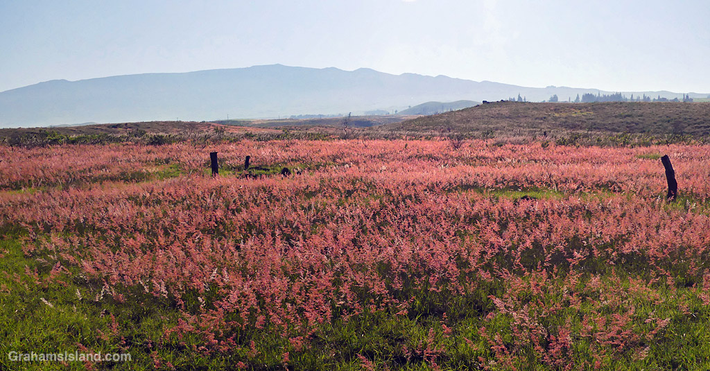 Natal grass flowering in a pasture near Mauna Kea, Hawaii