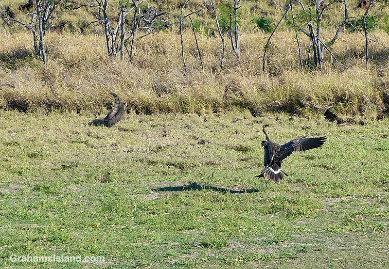 A nene goose chases a cat in Hawaii