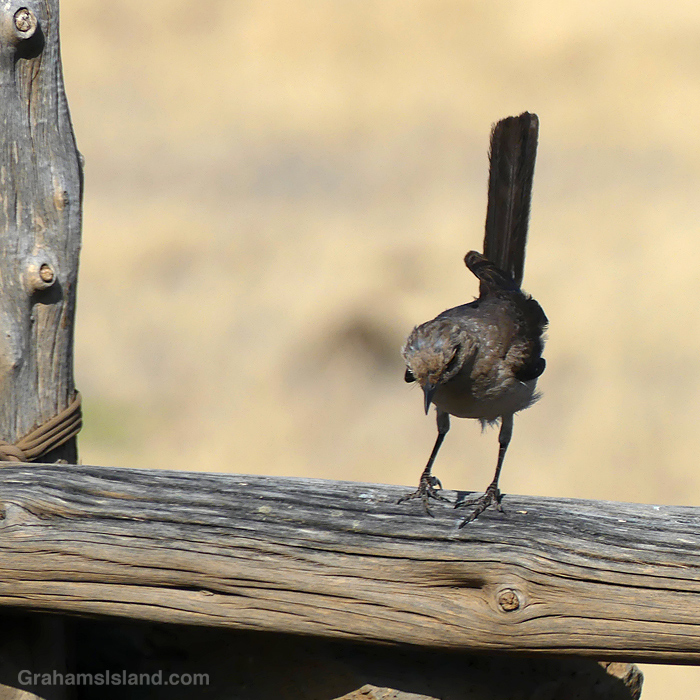 Northern Mockingbird looking down from a fence in Hawaii