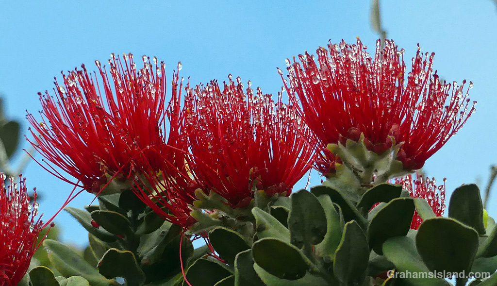 Water drops on Ohia flowers in Hawaii